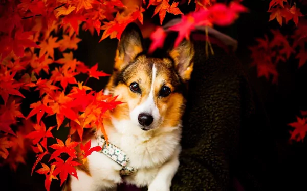 HD PC desktop wallpaper featuring a corgi surrounded by vibrant red autumn leaves, showcasing the animal's alert expression and warm tones of the season.