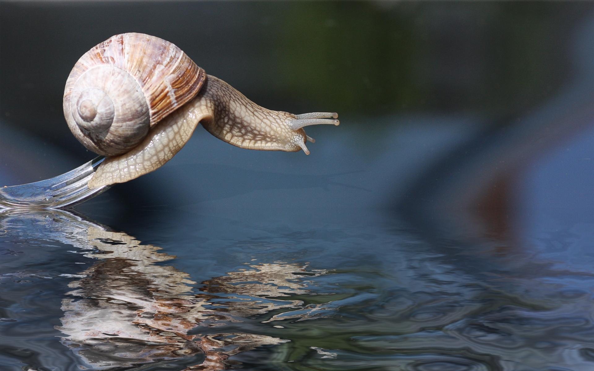 Snail HD Wallpaper