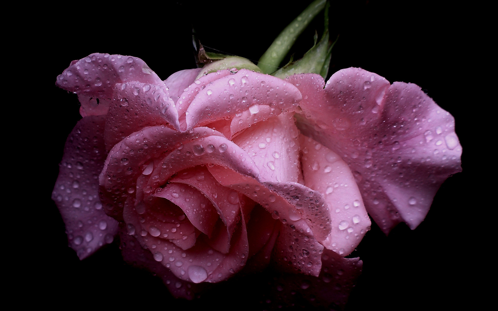 Download Pink Rose Bud Petal Macro Water Drop Flower Nature Rose HD ...