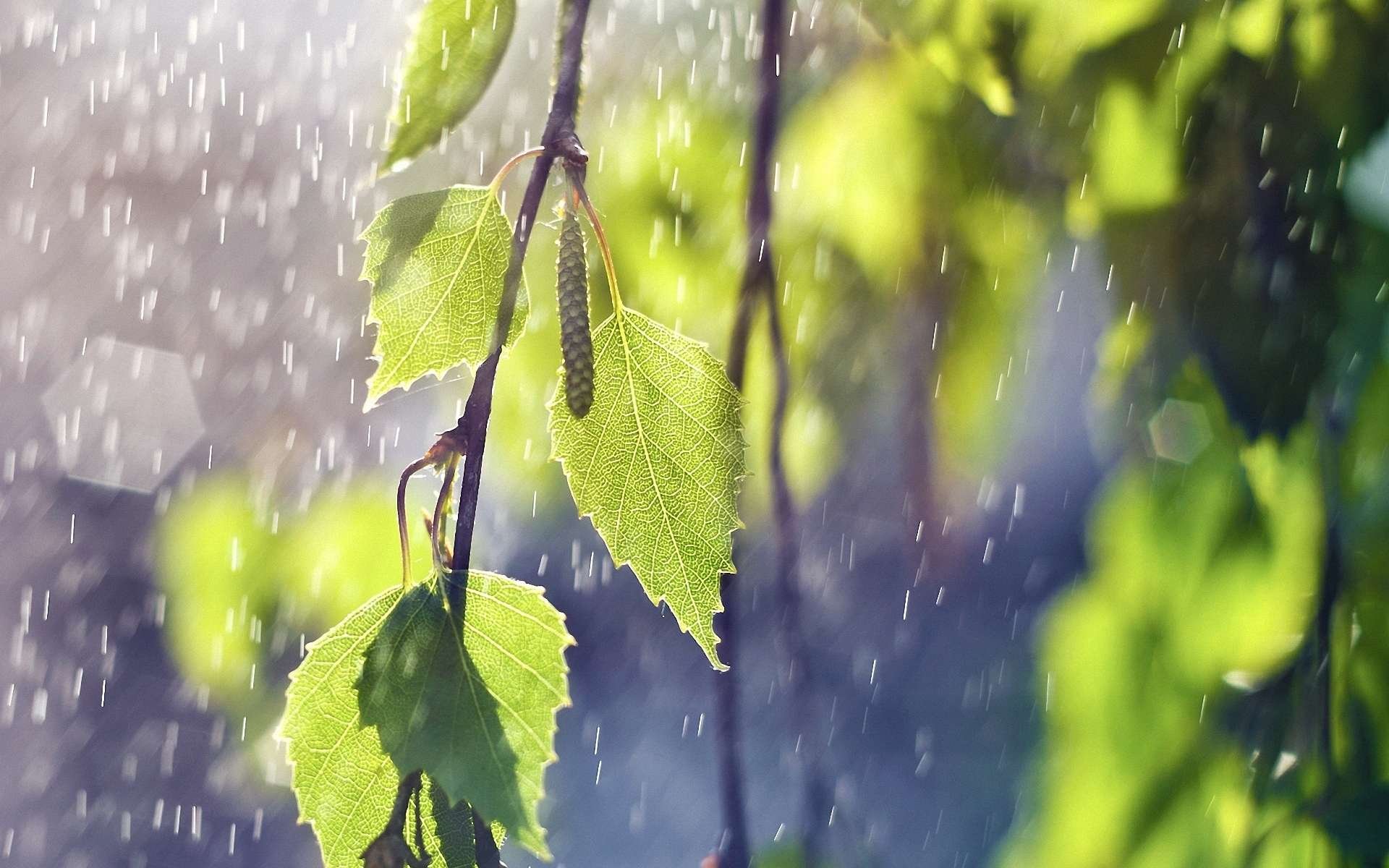 HD PC desktop wallpaper: close-up of sunlit green leaves and catkins glistening in falling rain against a soft-focus nature background.