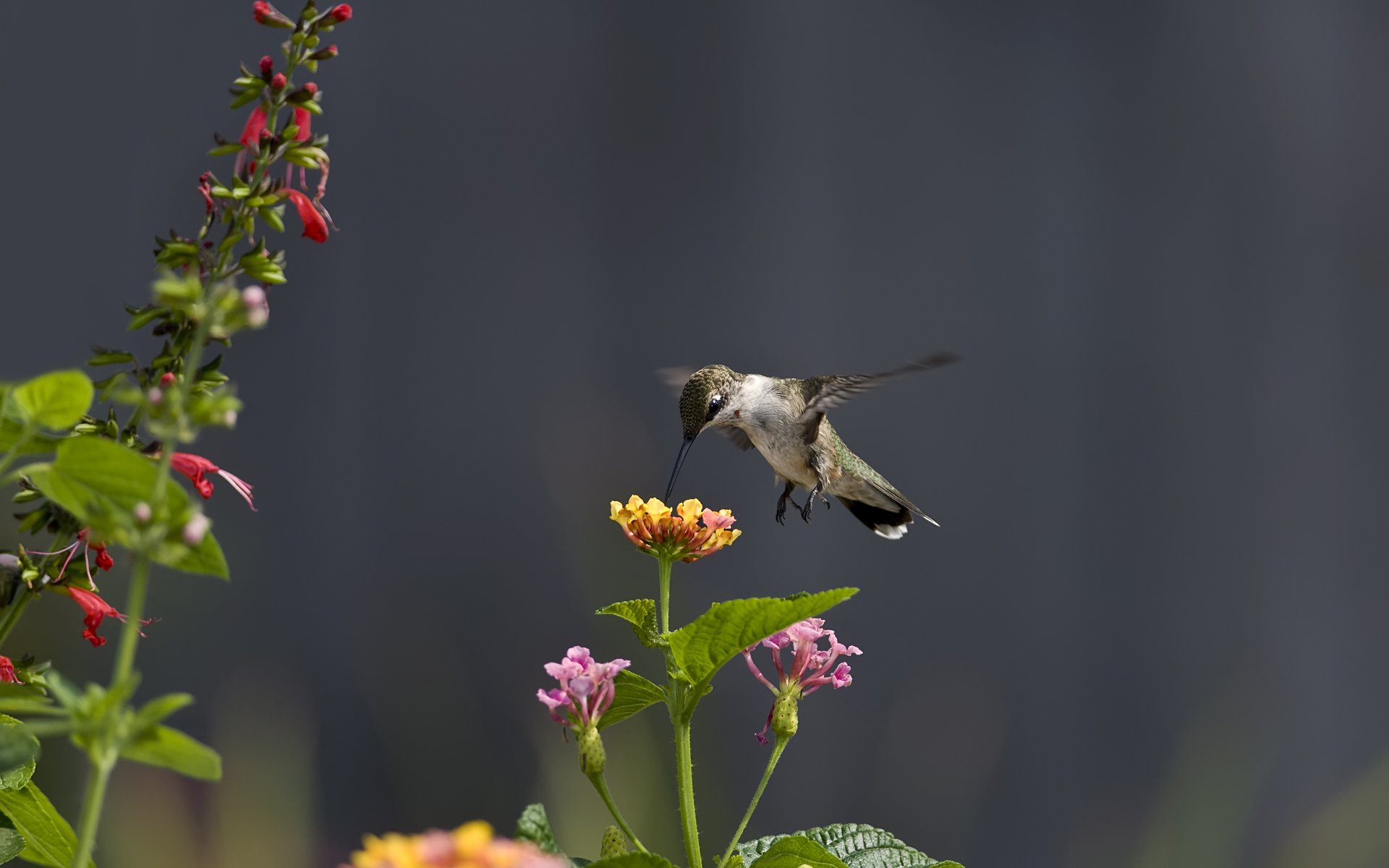 HD PC desktop wallpaper featuring a hummingbird in mid-flight near vibrant flowers against a blurred dark background, highlighting the delicate beauty of nature.