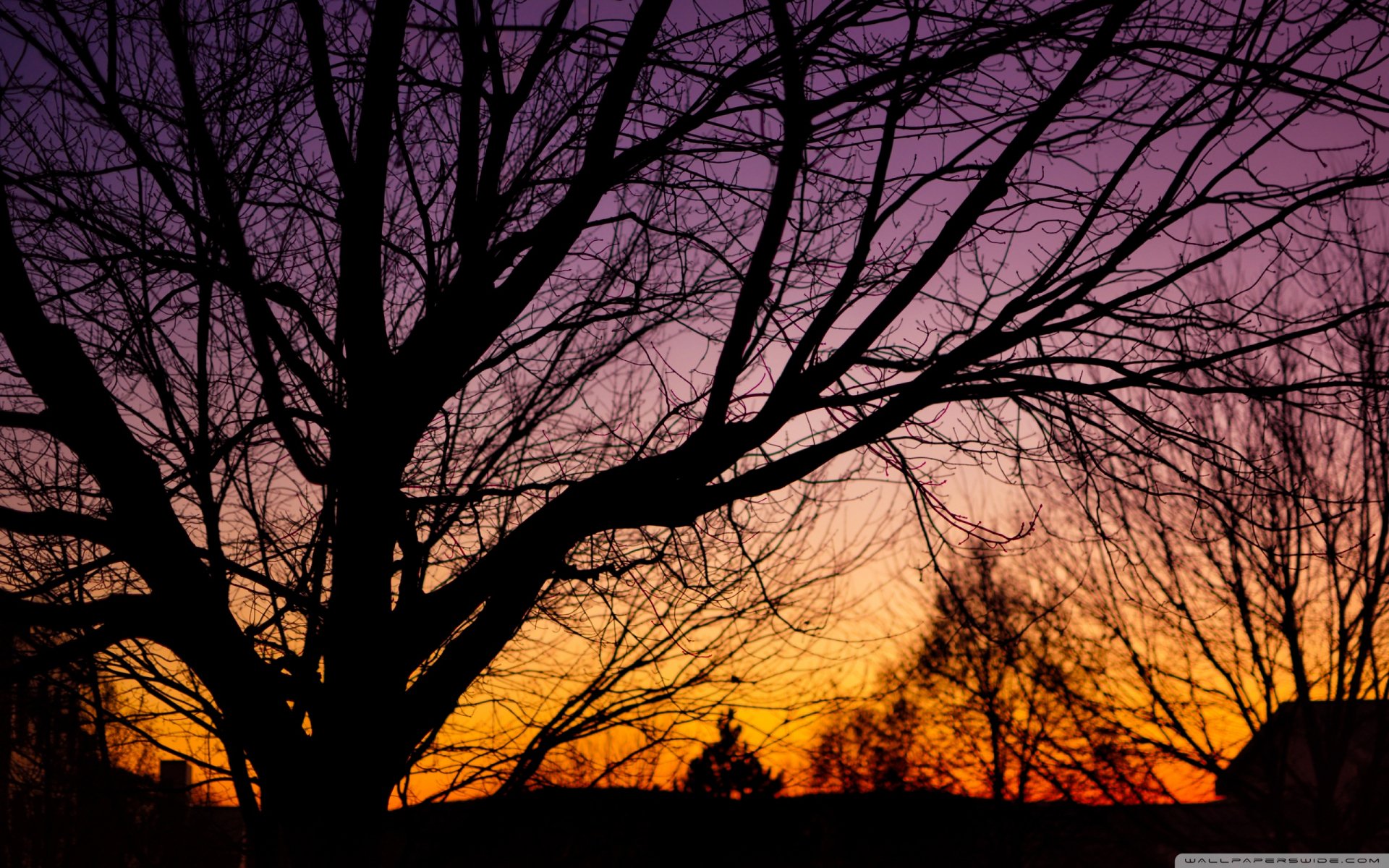 Download Nature Tree HD Wallpaper