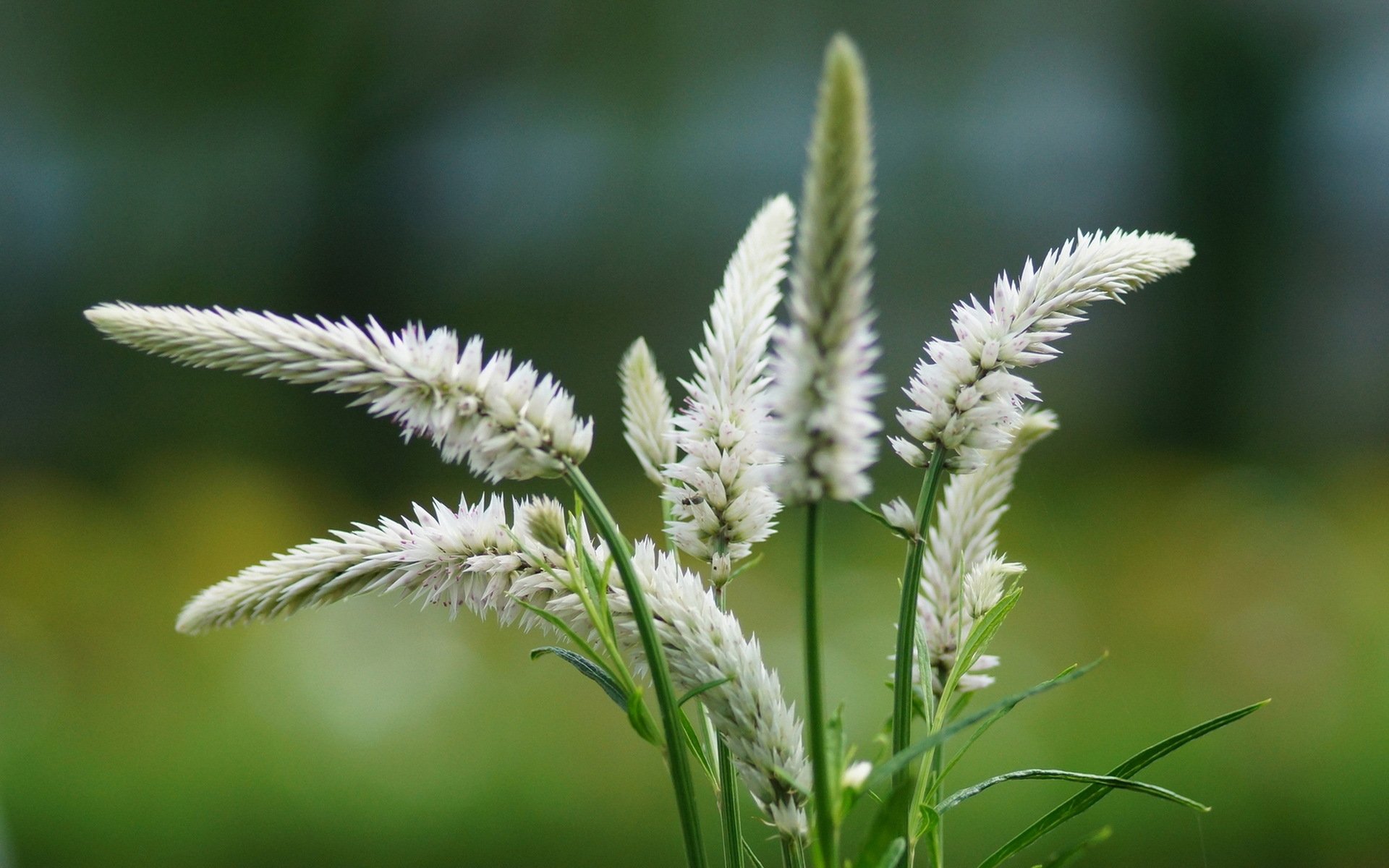 HD PC desktop wallpaper showing delicate white grass blooms in close-up against a soft-focus green meadow — nature background.