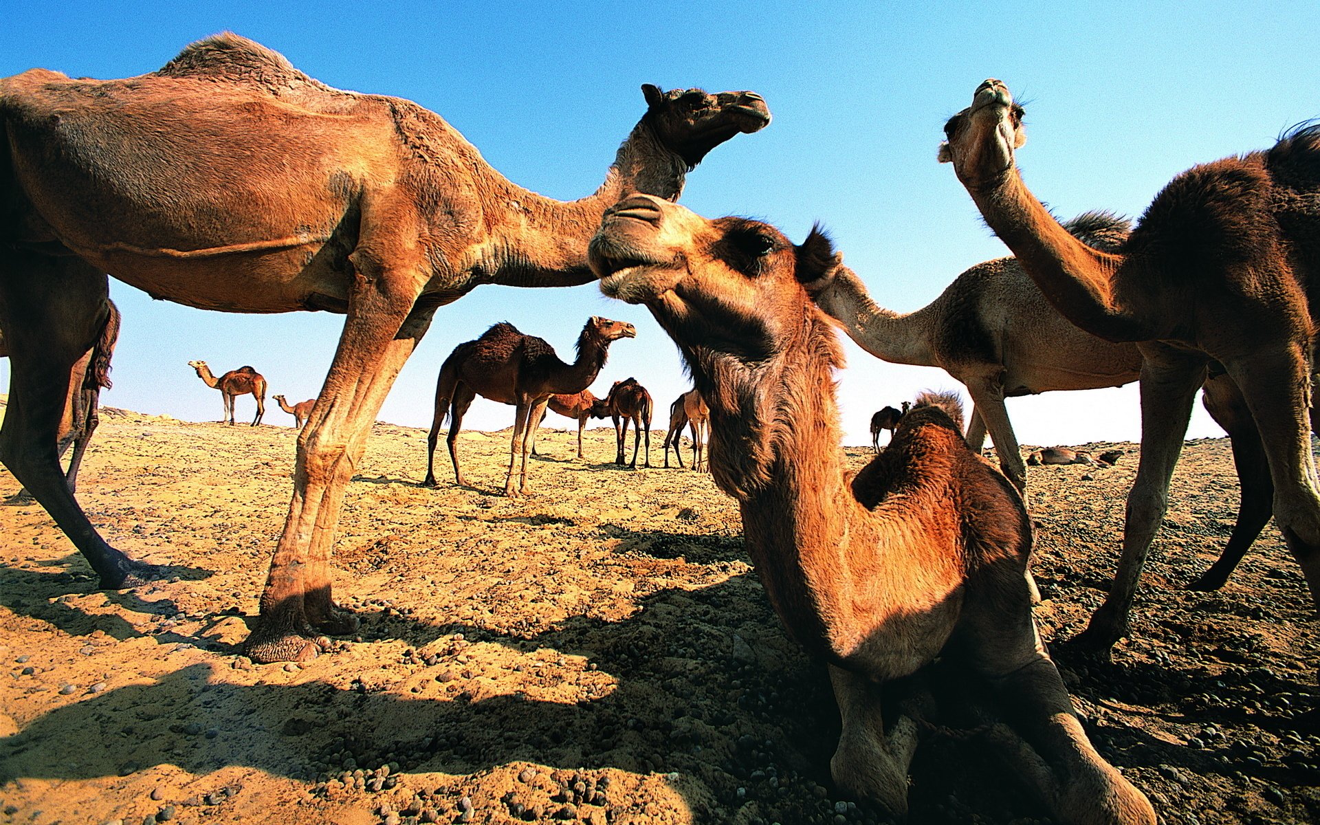 Camel Full HD Wallpaper and Background Image | 1920x1200 | ID:330409