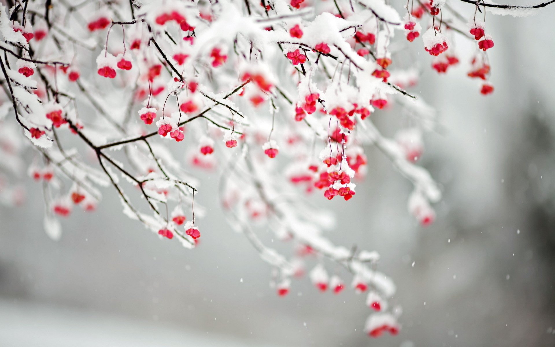 HD PC desktop wallpaper showing snow-covered tree branches with bright red berries in a serene winter nature scene.