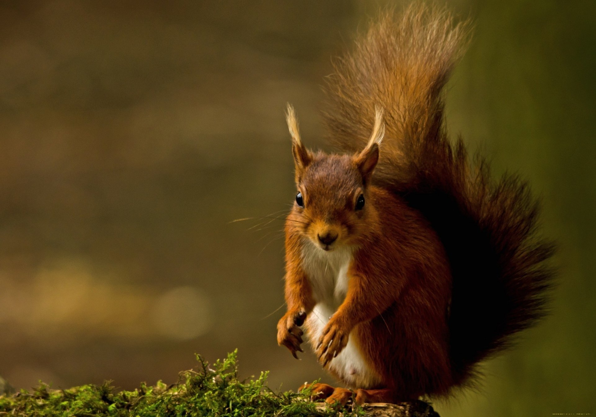 Download Animal Squirrel HD Wallpaper