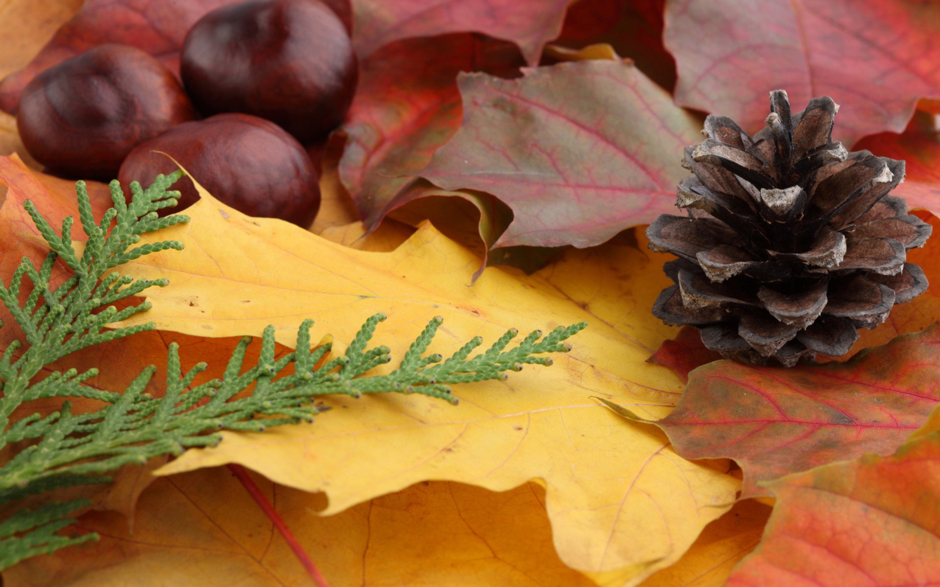 Autumn leaf composition with yellow and red leaves, pine cone, chestnuts and an evergreen sprig — 2K Quad HD PC desktop wallpaper showcasing nature and leaf textures.