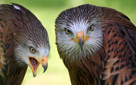 red kite Animal kite HD Desktop Wallpaper | Background Image