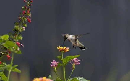 HD PC desktop wallpaper featuring a hummingbird in mid-flight near vibrant flowers against a blurred dark background, highlighting the delicate beauty of nature.