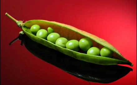 Close-up HD desktop wallpaper of a fresh green pea pod with peas against a vivid red background, highlighting food in vibrant detail.