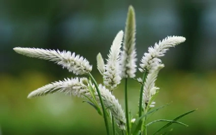 nature grass HD Desktop Wallpaper | Background Image