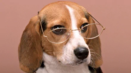 A beagle wearing glasses looks thoughtfully at the viewer. This whimsical image serves as a charming HD desktop wallpaper and background for dog lovers.