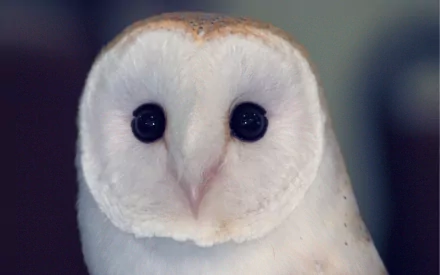 Close-up of a barn owl with striking black eyes and a round face, showcasing its soft white feathers. This HD image serves as a captivating desktop wallpaper or background.