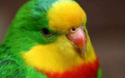 Close-up of a vibrant budgerigar with a yellow and green plumage and a splash of red on its chest. This colorful image serves as an HD desktop wallpaper and background.