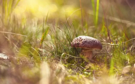 HD PC desktop wallpaper featuring a close-up of a single mushroom growing among green grass in a softly lit natural setting.