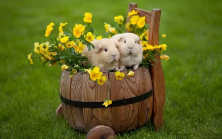 A charming HD wallpaper featuring two adorable guinea pigs nestled among vibrant yellow flowers in a wooden barrel, set against a lush green background.