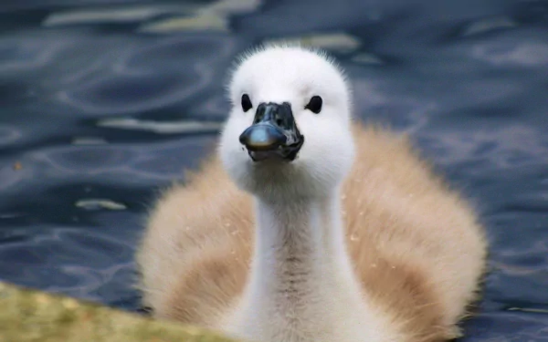 Close-up of a young swan cygnet against a blurred water background, captured in HD for a vibrant PC desktop wallpaper.