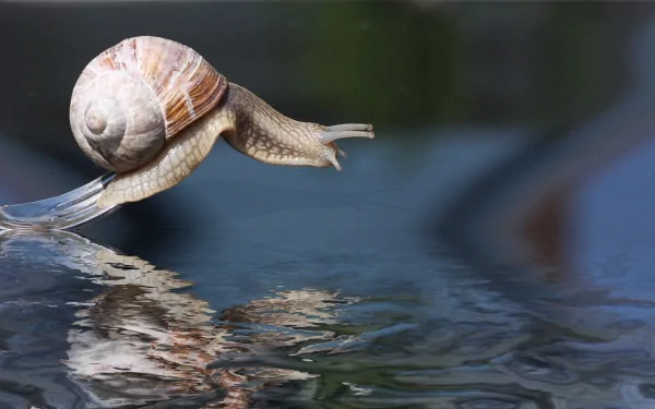 HD desktop wallpaper featuring a close-up of a snail with its shell, suspended above reflective water in a natural setting.
