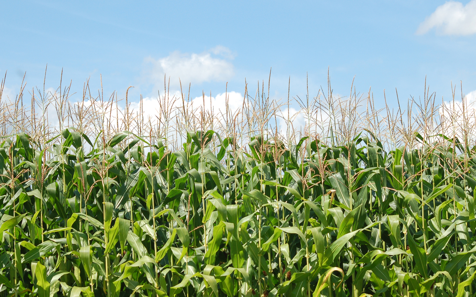 Corn Field Wallpaper  Download to your mobile from PHONEKY