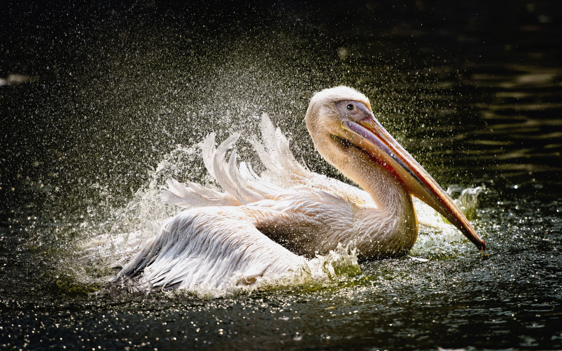 Pelican HD Wallpaper | Background Image | 1920x1200