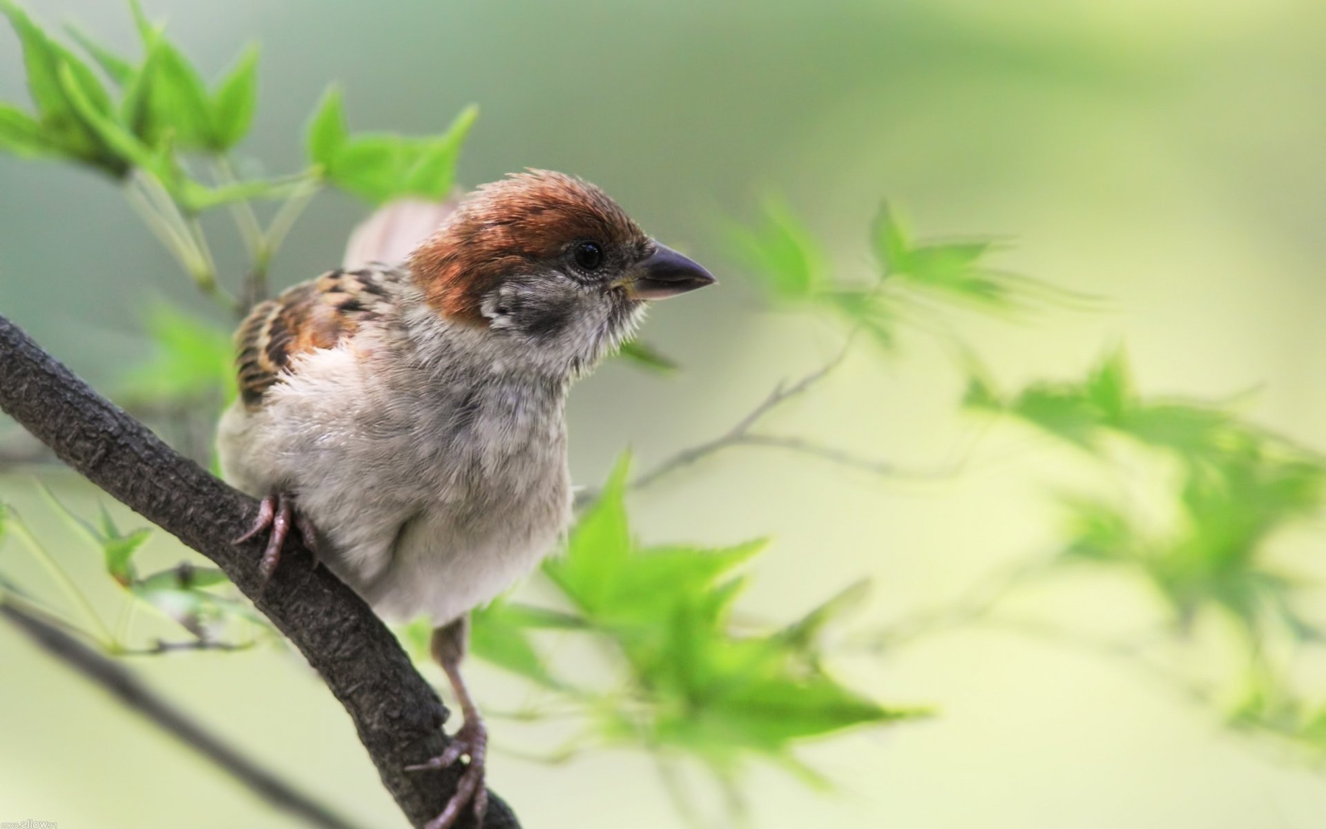 Download Sparrow Animal Bird HD Wallpaper