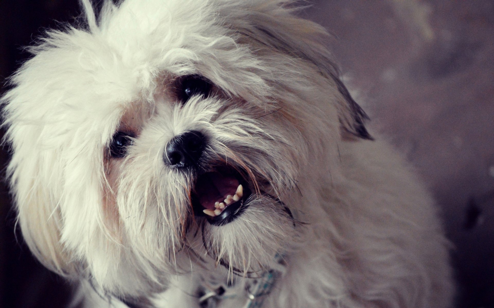 Download Animal Dog HD Wallpaper | 2560x1600 | Wallpaper Abyss