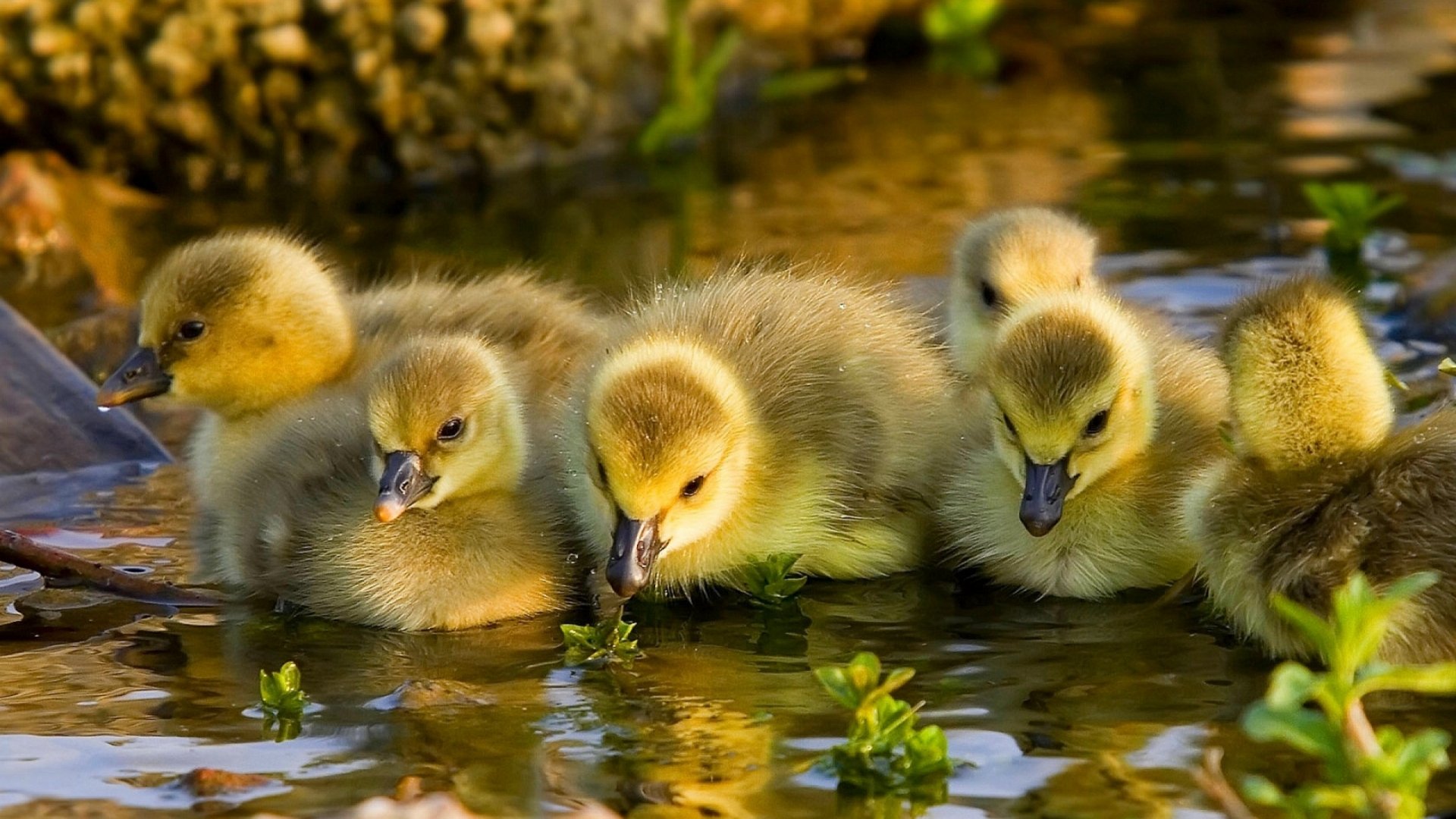 A serene HD wallpaper featuring a group of adorable ducklings swimming together in a tranquil water setting, surrounded by soft greenery.