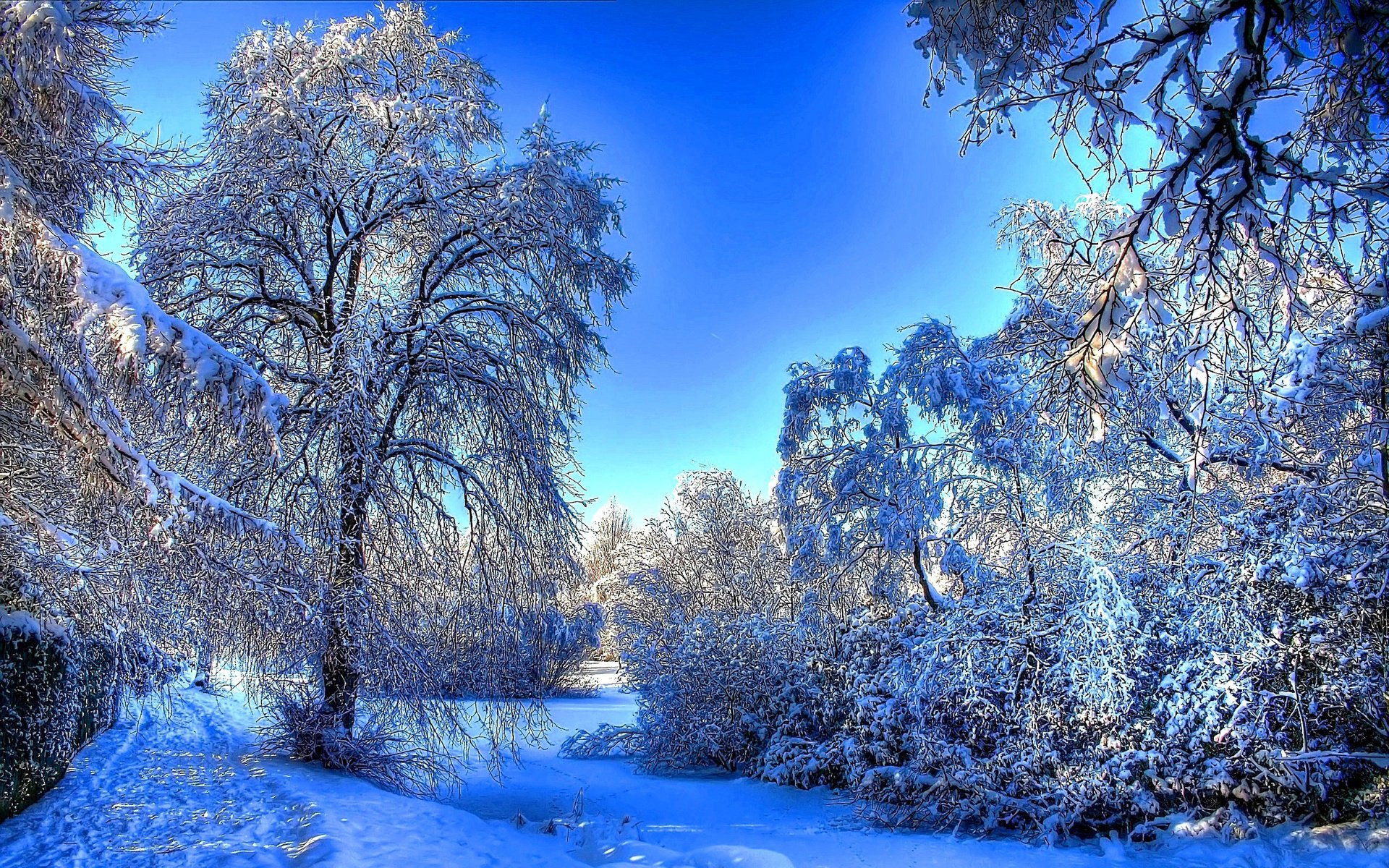 HD PC desktop wallpaper featuring a serene winter landscape with snow-covered trees under a bright blue sky, showcasing the beauty of nature in winter.