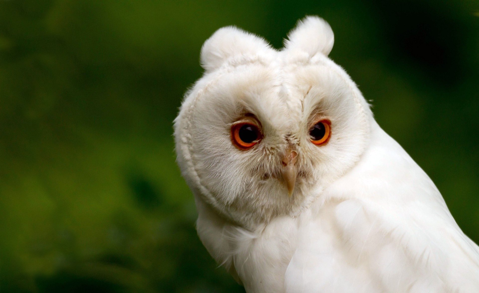 HD PC desktop wallpaper of a white snowy owl with vivid orange eyes against a softly blurred green background.