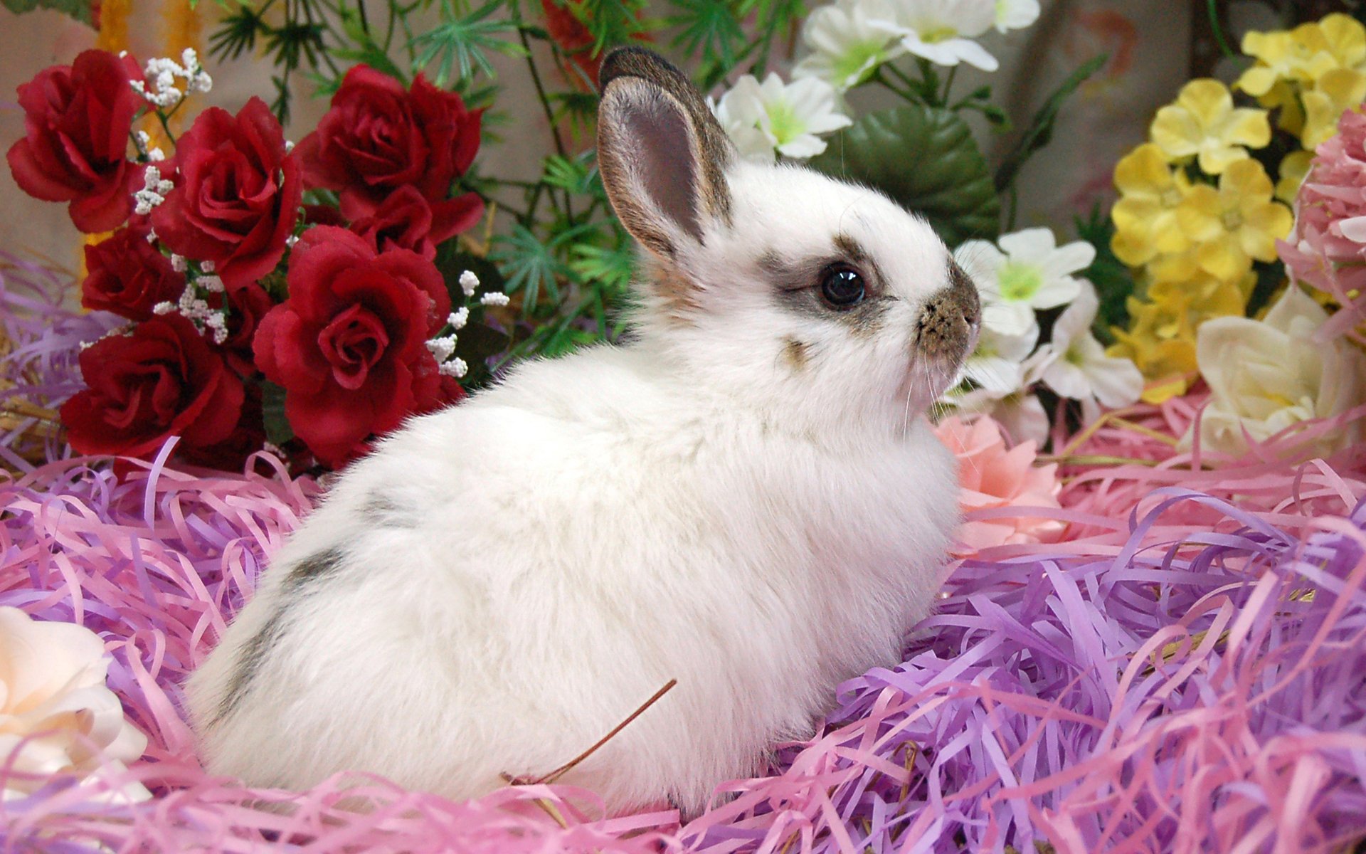 Bunny Photoshoot