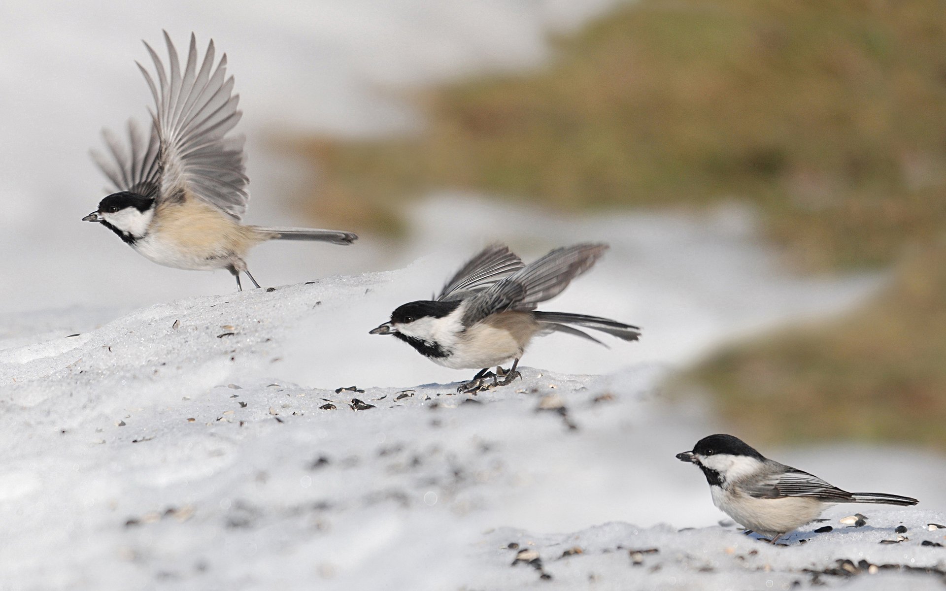HD PC desktop wallpaper featuring three titmice on snowy ground with a blurred natural background.