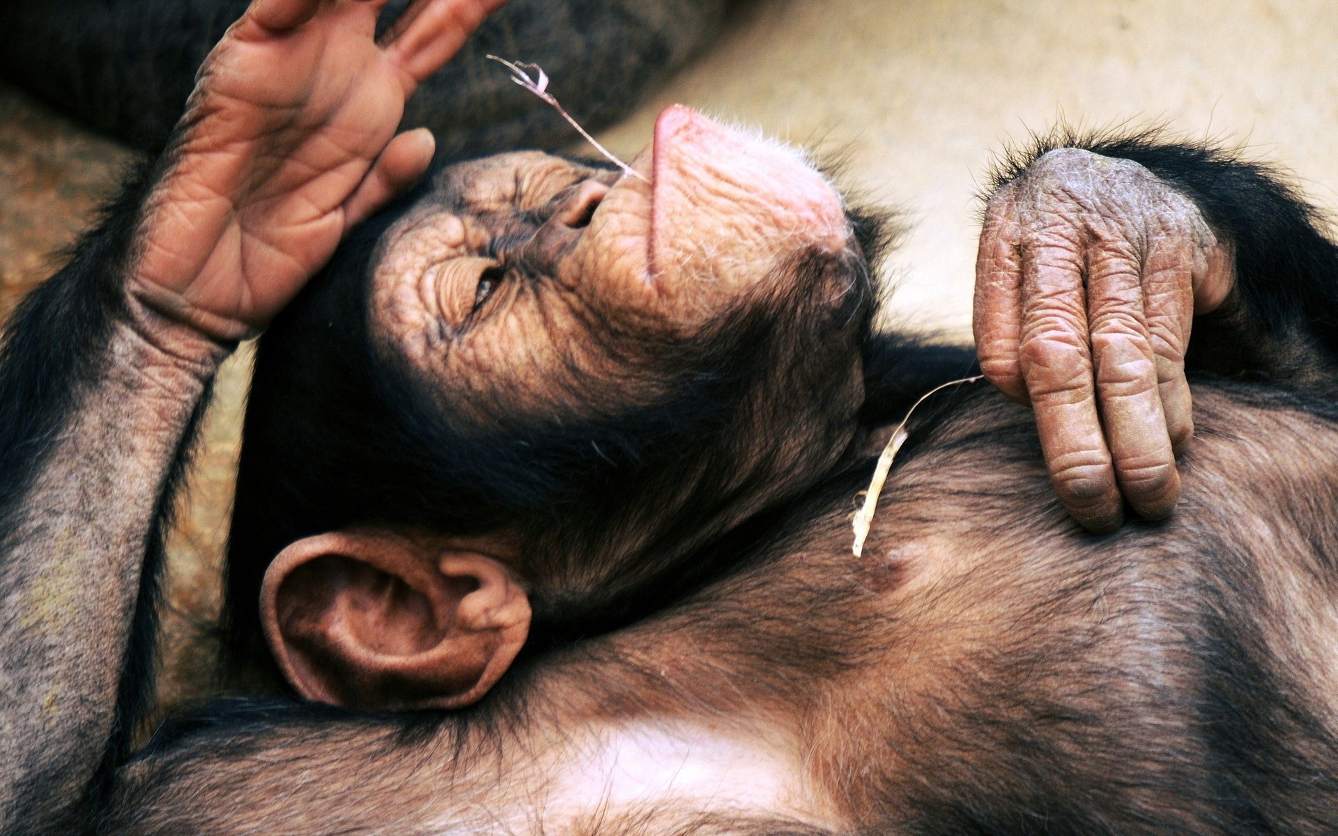HD PC desktop wallpaper featuring a close-up of a relaxed chimpanzee lying down with eyes closed, showcasing its detailed fur and expressive hands.