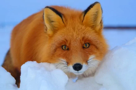 A close-up of a cute red fox with bright eyes surrounded by soft, white snow, capturing the serene beauty of winter in a stunning HD background.