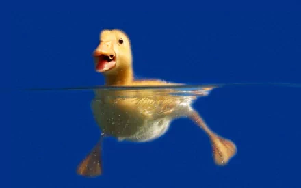 HD PC desktop wallpaper featuring a playful duck swimming underwater against a deep blue background.