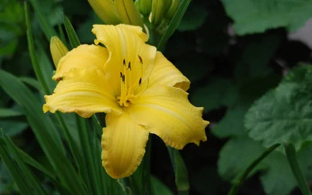HD PC desktop wallpaper/background of a yellow daylily flower (lily) blooming amid green leaves — nature scene.