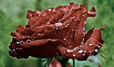 HD desktop wallpaper featuring a close-up of a red rose with water droplets against a soft green natural background.