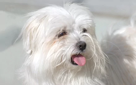  Moril-bichon maltais