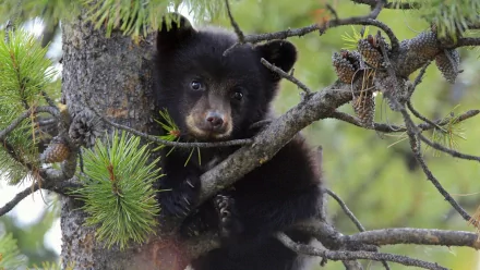 A baby black bear cub clings to a pine tree branch surrounded by pine cones in this HD desktop wallpaper.