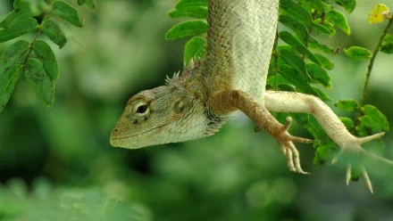 HD PC desktop wallpaper featuring a close-up of a lizard hanging from green foliage in a natural setting.