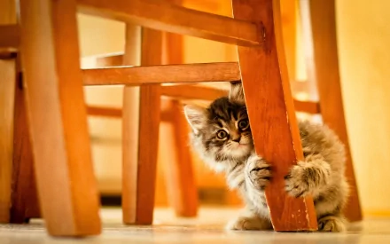 A cute kitten peeks out playfully from behind wooden chair legs, captured in HD quality as a charming PC desktop wallpaper background.
