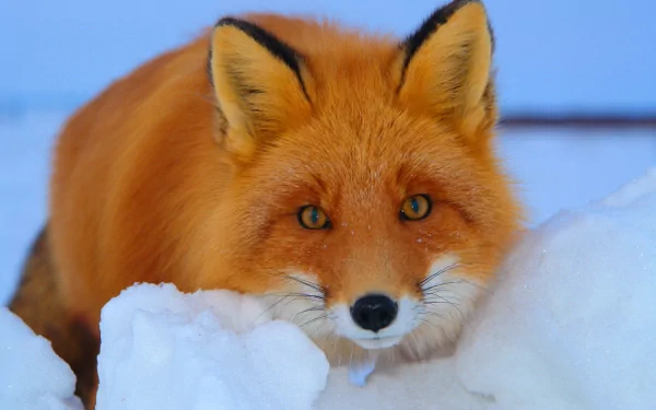 A close-up of a cute red fox with bright eyes surrounded by soft, white snow, capturing the serene beauty of winter in a stunning HD background.