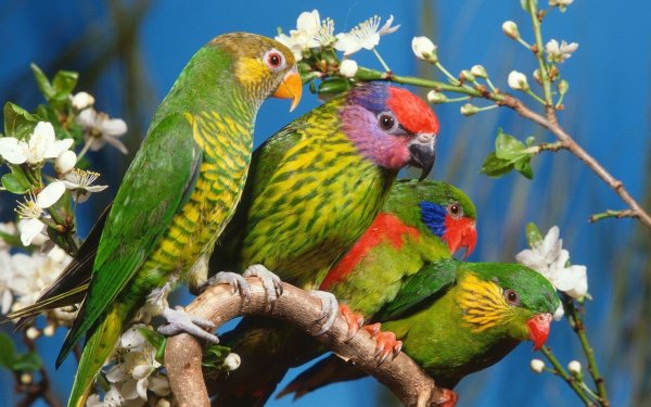 Animal Parrot Birds Parrots HD Wallpaper | Background Image