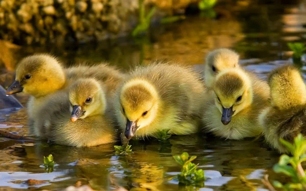 A serene HD wallpaper featuring a group of adorable ducklings swimming together in a tranquil water setting, surrounded by soft greenery.