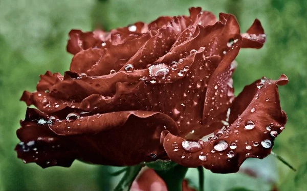HD desktop wallpaper featuring a close-up of a red rose with water droplets against a soft green natural background.