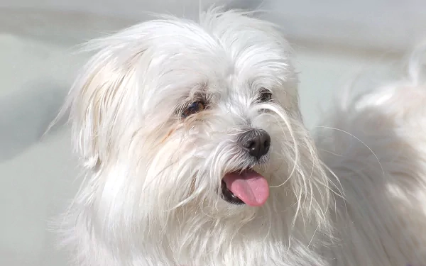  Moril-bichon maltais