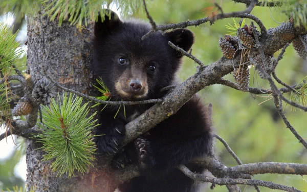 A baby black bear cub clings to a pine tree branch surrounded by pine cones in this HD desktop wallpaper.
