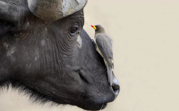 A close-up of an African buffalo's face with a bird perched on its nose, creating a striking contrast. This HD image serves as a desktop wallpaper and background.