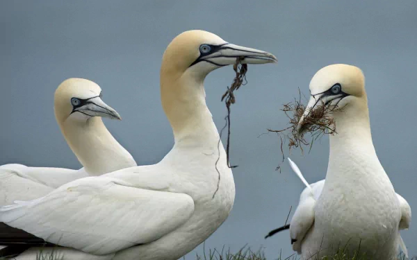 Three northern gannets with pale yellow heads gather nesting material against a gray sky, captured in this HD desktop wallpaper featuring these striking seabirds.