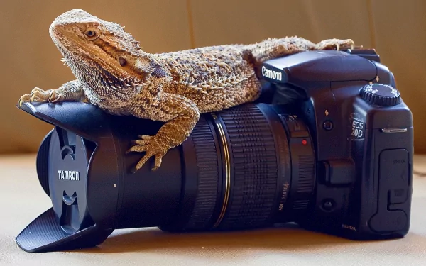 lizard canon Animal Bearded Dragon HD Desktop Wallpaper | Background Image