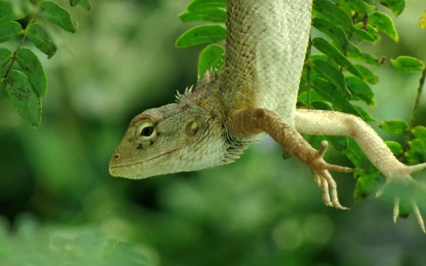 HD PC desktop wallpaper featuring a close-up of a lizard hanging from green foliage in a natural setting.